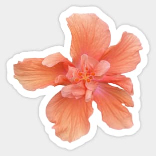 Vintage Light Orange Hibiscus Sticker